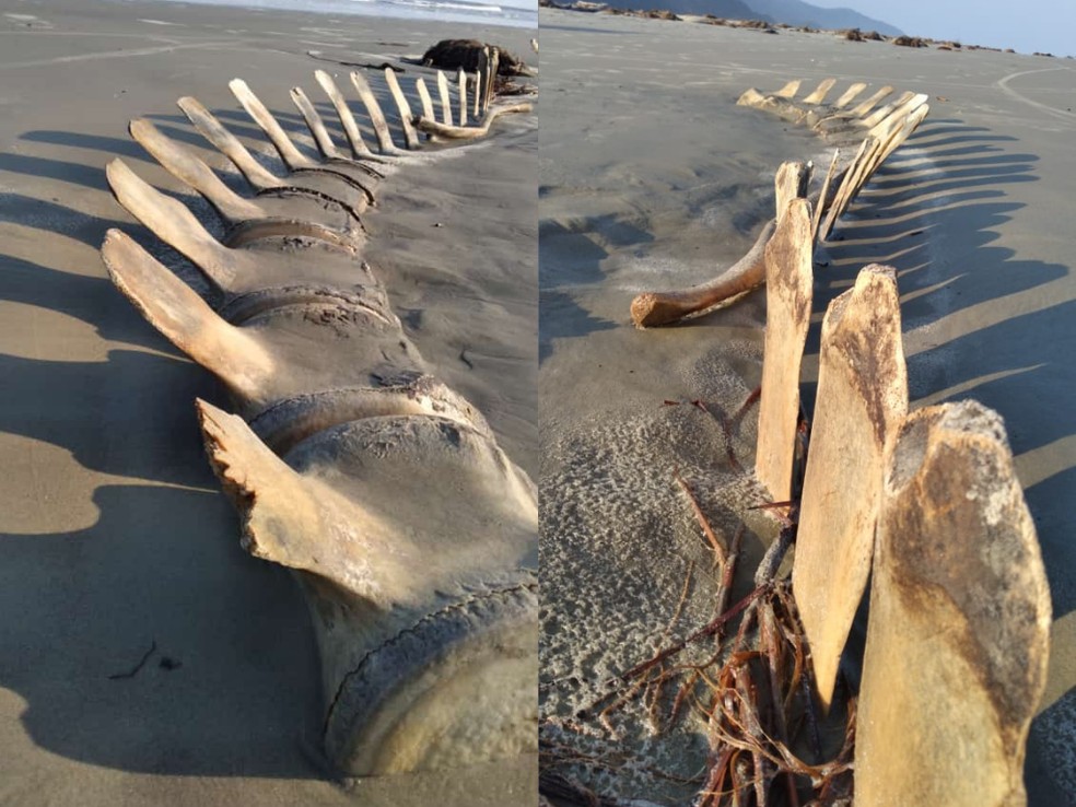 esqueleto 1 - MISTÉRIO! Esqueleto gigante desenterrado em praia some misteriosamente