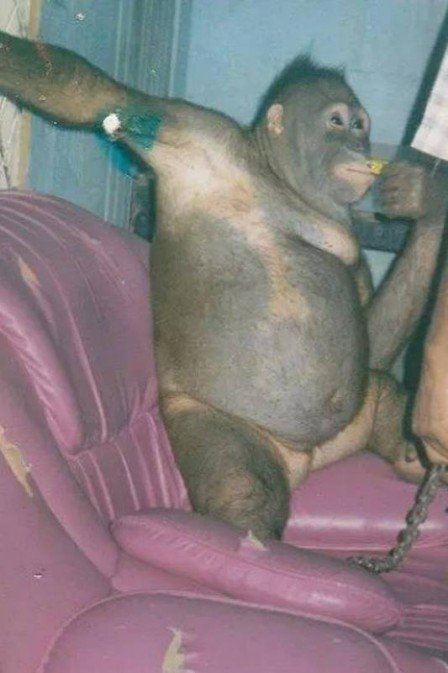 xblog pony.jpg.pagespeed.ic .2hrdObsSDM - Fêmea de orangotango é salva após viver como 'prostituta' na Indonésia