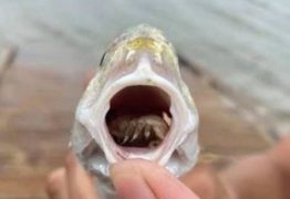 Peixe é achado com parasita que come a língua e depois se torna a sua língua