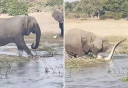 Mamãe elefanta esmaga crocodilo até a morte após ter filhotes ameaçados