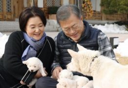 Coreia do Sul avalia proibir consumo de carne de cachorro e tradicionalistas se opõem