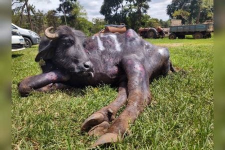 bufalo mau trato 1 - Polícia encontra mil búfalos vítimas de maus-tratos em fazenda; ativistas tentam resgatar animais