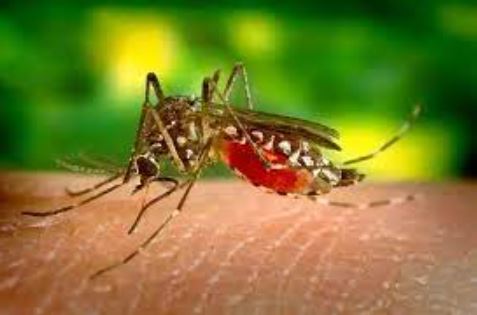 dengue - Ministério da Saúde anuncia início da distribuição da vacina da dengue na próxima semana