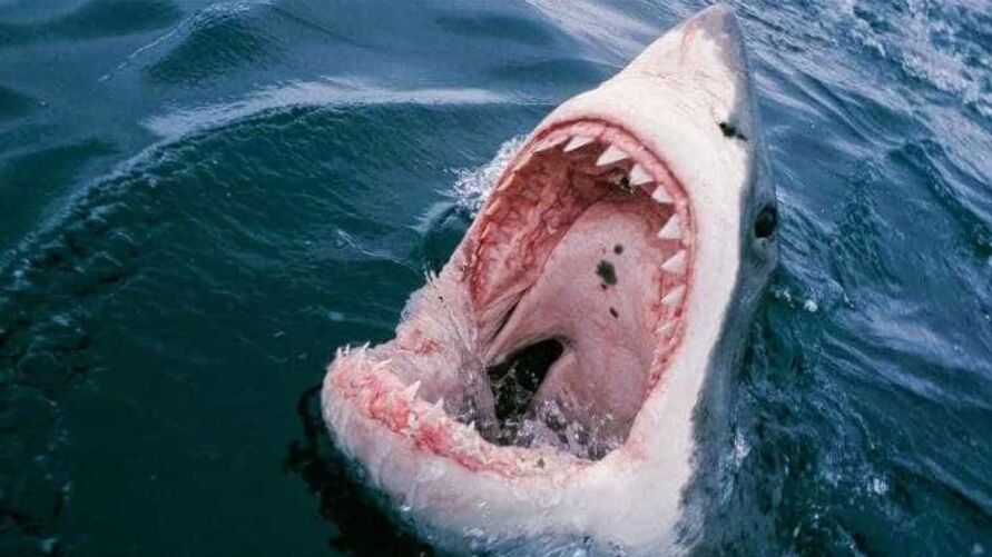 tubarao 00597794 0  - DESESPERO: Tubarão ataca turista francês em praia brasileira