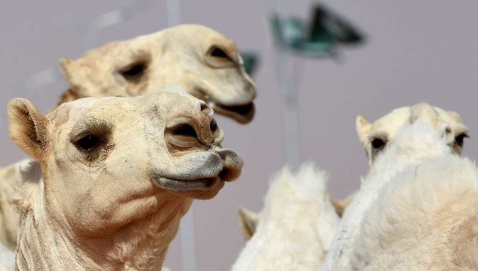 Capturar 13 - NADA NATURAIS: Camelos com botox nos lábios são desclassificados de concurso de beleza