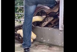 SUSTO: Biólogo é ‘atacado’ por cobras gigantes e viraliza – VEJA VÍDEO