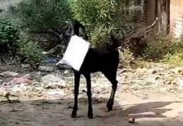 ÍNDIA: cabra abocanha documentos do governo e funcionário corre atrás do animal – VEJA VÍDEO