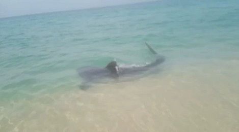 csm tubarao rj 1ef025aa01 - Criança de 8 anos é atacada por tubarão em famosa praia do Nordeste