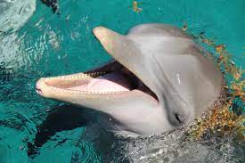 DESEJO SEXUAL: estudo revela que golfinhos fêmeas possuem clitóris e sentem prazer com outras ‘golfinhas’; confira