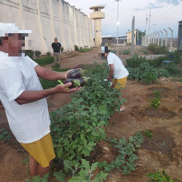 415d88ce 8a67 432d 972e 42e2cf8c5c4e - Cultivo de hortaliças nas unidades prisionais da Paraíba gera valor nutritivo e remição da pena a reeducandos