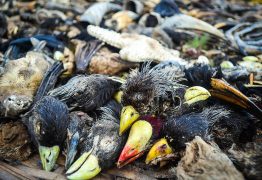 MISTÉRIO: Centenas de pássaros morrem de uma vez e caem do céu; causa é investigada – VEJA VÍDEO
