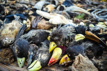 MISTÉRIO: Centenas de pássaros morrem de uma vez e caem do céu; causa é investigada – VEJA VÍDEO
