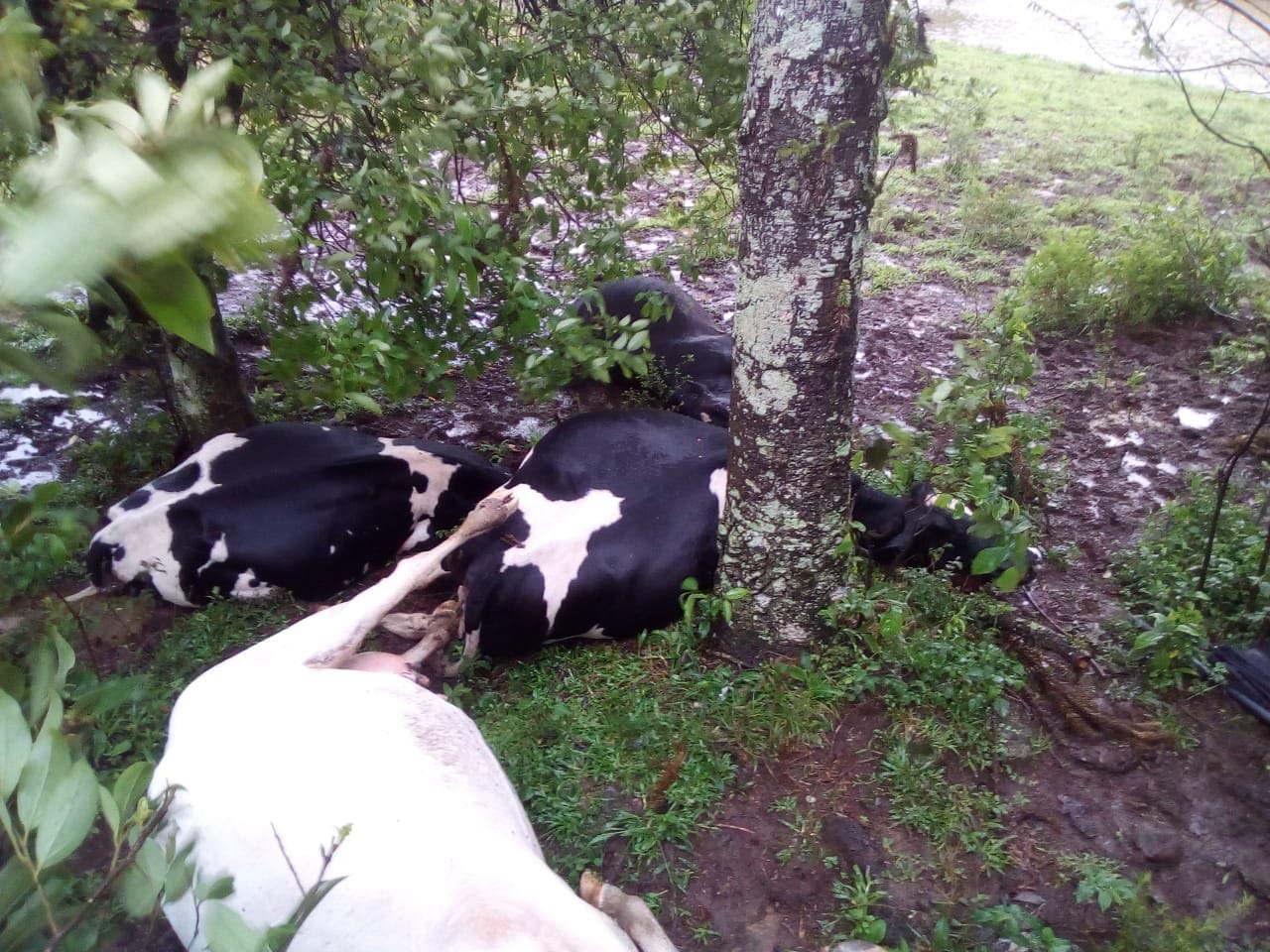 WhatsApp Image 2018 10 31 at 12.00.46 - Raio mata cinco vacas em sítio no interior do Rio Grande do Norte