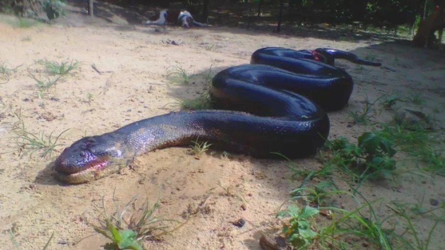 AnyConv.com  6svssacfc65g71mr6c9okr37b - Cobra gigante de 5 metros de comprimento é morta após atacar cachorro que brincava com criança