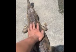Homem tenta fazer ‘carinho’ em crocodilo e acaba sendo mordido na mão – VEJA VÍDEO