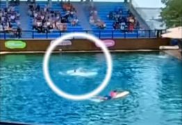 Golfinho ataca treinador durante apresentação em aquário – VEJA VÍDEO