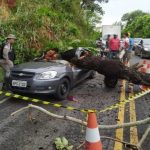92ffd1a5 bc9f 46b1 a915 7a0b76df5d47 e1653488562842 150x150 - TRAGÉDIA: Motorista morre após árvore cair em cima de veículo em Borborema, na Paraíba - VEJA VÍDEO 