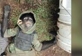 Macaco-aranha “do crime” morre em confronto de policiais com traficantes