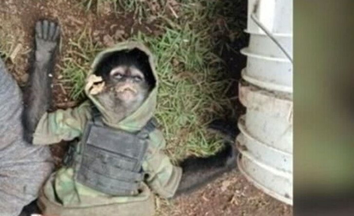 1wywzzn16nyld e1655750849712 - Macaco-aranha "do crime" morre em confronto de policiais com traficantes