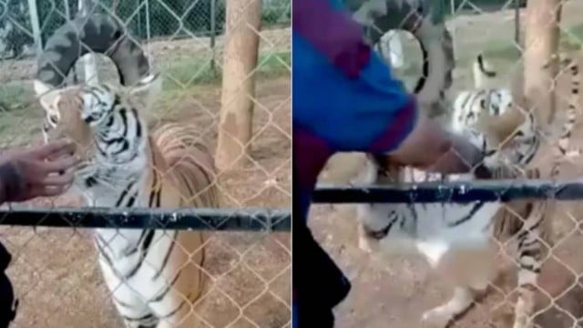 blog periban zoo - Tratador morre atacado por tigre ao tentar acariciá-lo enquanto o felino se alimentava; VEJA VÍDEO 
