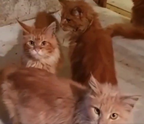 gatos comem cadaver dona russia duas semanas 20062022175603683 - Mulher é comida pelos 20 gatos de estimação após morrer em casa