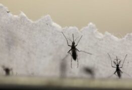 ALERTA: em menos de seis meses, Brasil já registra 130% mais mortes por dengue do que em todo o ano passado
