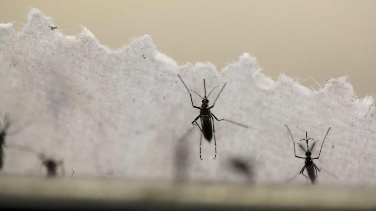 naom 56e9def7a8456 scaled - ALERTA: em menos de seis meses, Brasil já registra 130% mais mortes por dengue do que em todo o ano passado