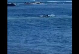 Banhista ignora alerta, entra no mar e é atacada por foca – VEJA VÍDEO