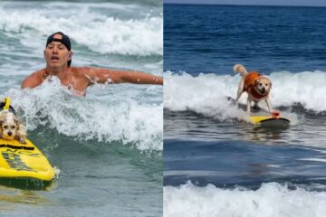 Cães disputam campeonato mundial de surfe; VEJA VÍDEO