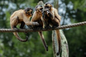 download 2 300x200 - OMS denuncia ataques contra macacos no Brasil por medo da varíola dos macacos