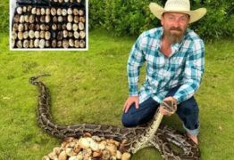 RECORDE: Ninho de cobra píton é encontrado com mais de 110 ovos