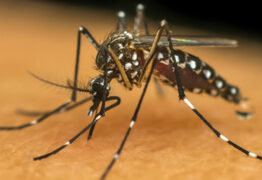 ALERTA: Brasil se aproxima de 1 milhão de casos prováveis de dengue