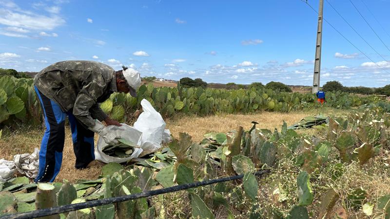 2 2 - Programa de Palma: Prefeitura de Patos inicia distribuição de raquetes de palma para agricultores