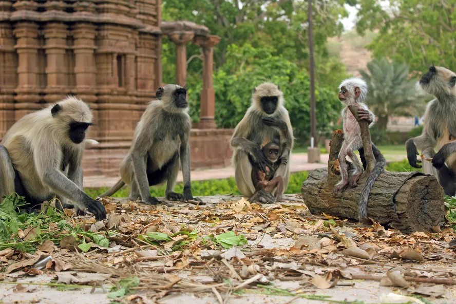 AnyConv.com  77256245 picture shows langur monkeys looking at spy langur. india - TRAGÉDIA: Criança de 10 anos morre após ser atacada e ter intestino arrancado por gangue de macacos