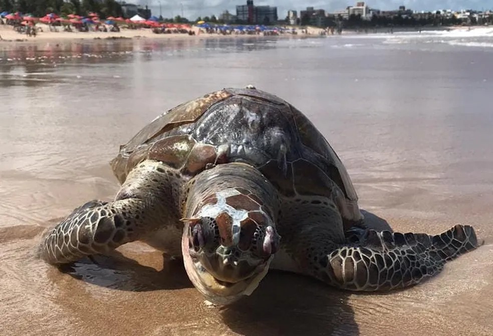 AnyConv.com  tartaruga marinha - Tartaruga marinha é encontrada morta na praia do Bessa