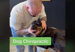 Cachorro recebe sessão de quiropraxia e reação é imperdível – VEJA VÍDEO