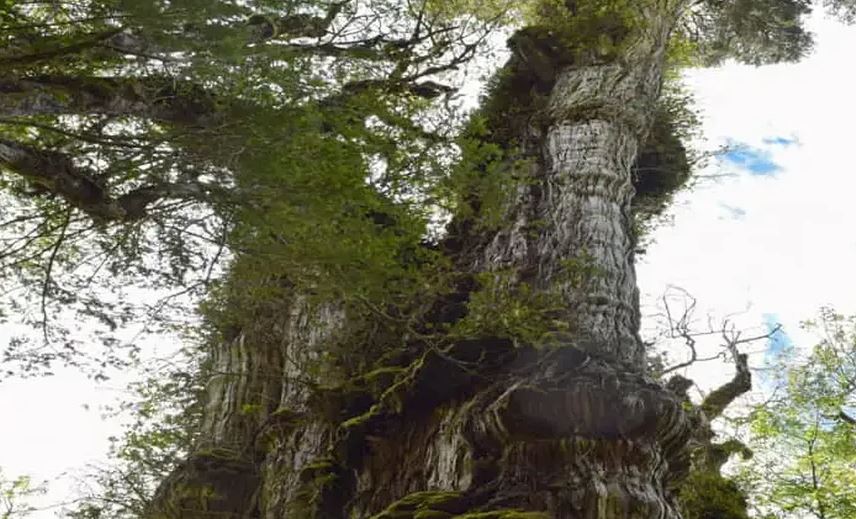 arvore - Cinco mil anos: árvore de 28 metros de altura no Chile deve ser certificada como a mais antiga do planeta