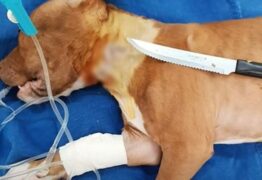 Cachorra engole faca de 21 centímetros e tutor descobre em exame