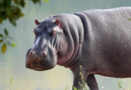 Hipopótamo escapa de jaula e mata zelador de zoológico