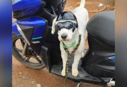 Condutor que levava cachorro de óculos e capacete em motocicleta é autuado; veja vídeo