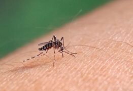 Paraíba confirma terceira morte por dengue; outros dois casos estão em investigação