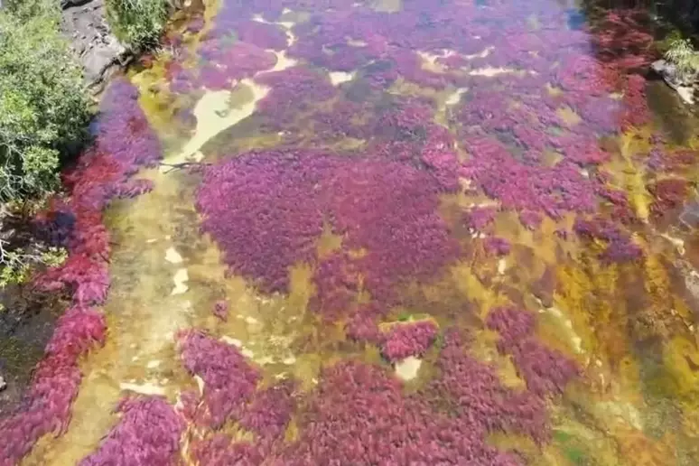 Plantas aquáticas transformam rio em 'arco-íris líquido'; confira
