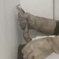 INUSITADO: Cobra é encontrada atrás de bebedouro em residência da UFPB