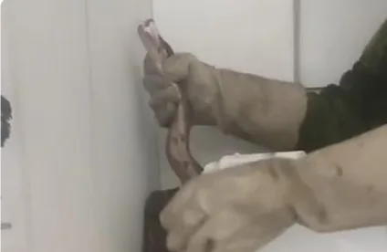 INUSITADO: Cobra é encontrada atrás de bebedouro em residência da UFPB