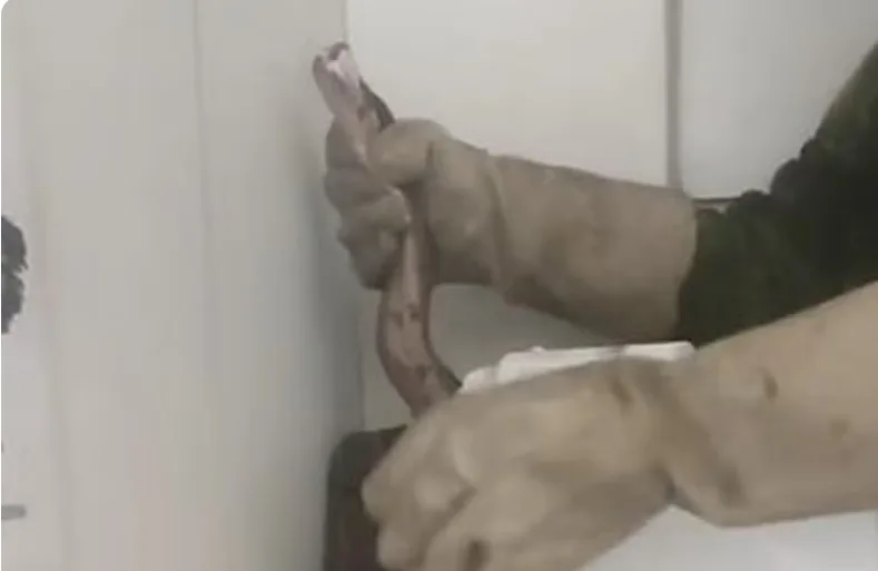 INUSITADO: Cobra é encontrada atrás de bebedouro em residência da UFPB