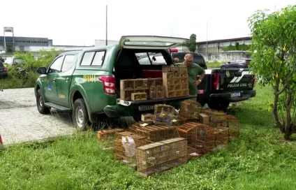 Ibama resgata 85 aves e prende quatro pessoas por tráfico de animais silvestres na Feira de Oitizeiro