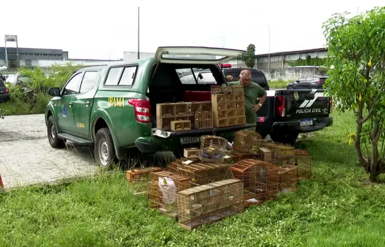 Ibama resgata 85 aves e prende quatro pessoas por tráfico de animais silvestres na Feira de Oitizeiro Ibama resgata 85 aves e prende quatro pessoas por tráfico de animais silvestres na Feira de Oitizeiro