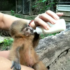 ESPÉCIE EM EXTINÇÃO: Parque Zoobotânico Arruda Câmara recebe filhote de macaco-galego