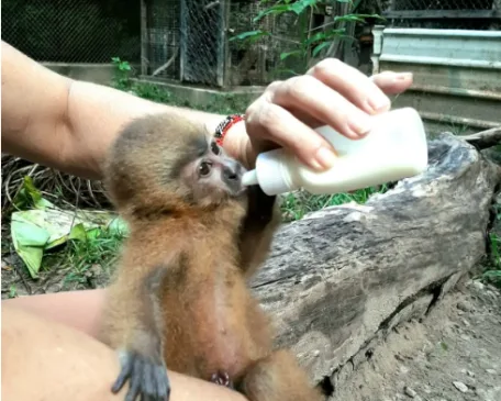 ESPÉCIE EM EXTINÇÃO: Parque Zoobotânico Arruda Câmara recebe filhote de macaco-galego