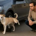 Como fazer seu cão parar de fazer xixi nas rodas do carro